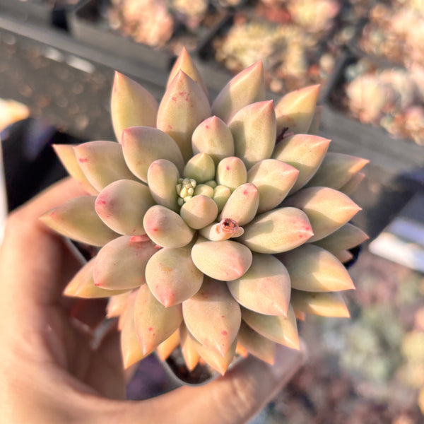 Pachyveria White Grape 白葡萄