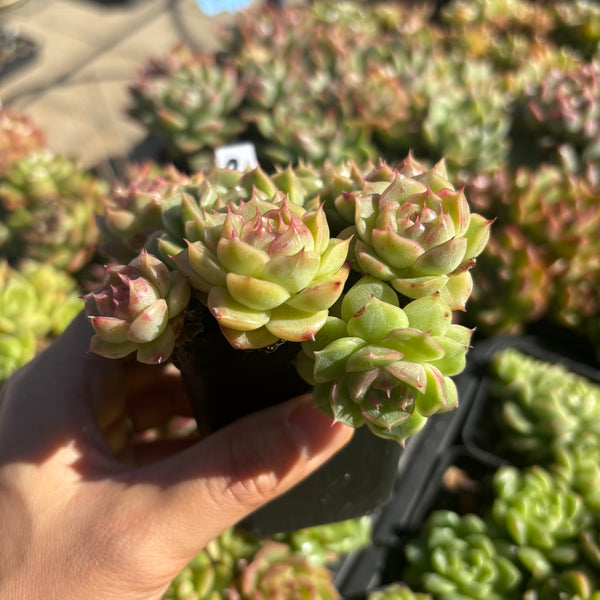 Get the same Echeveria Mulgan sp cluster No. 2