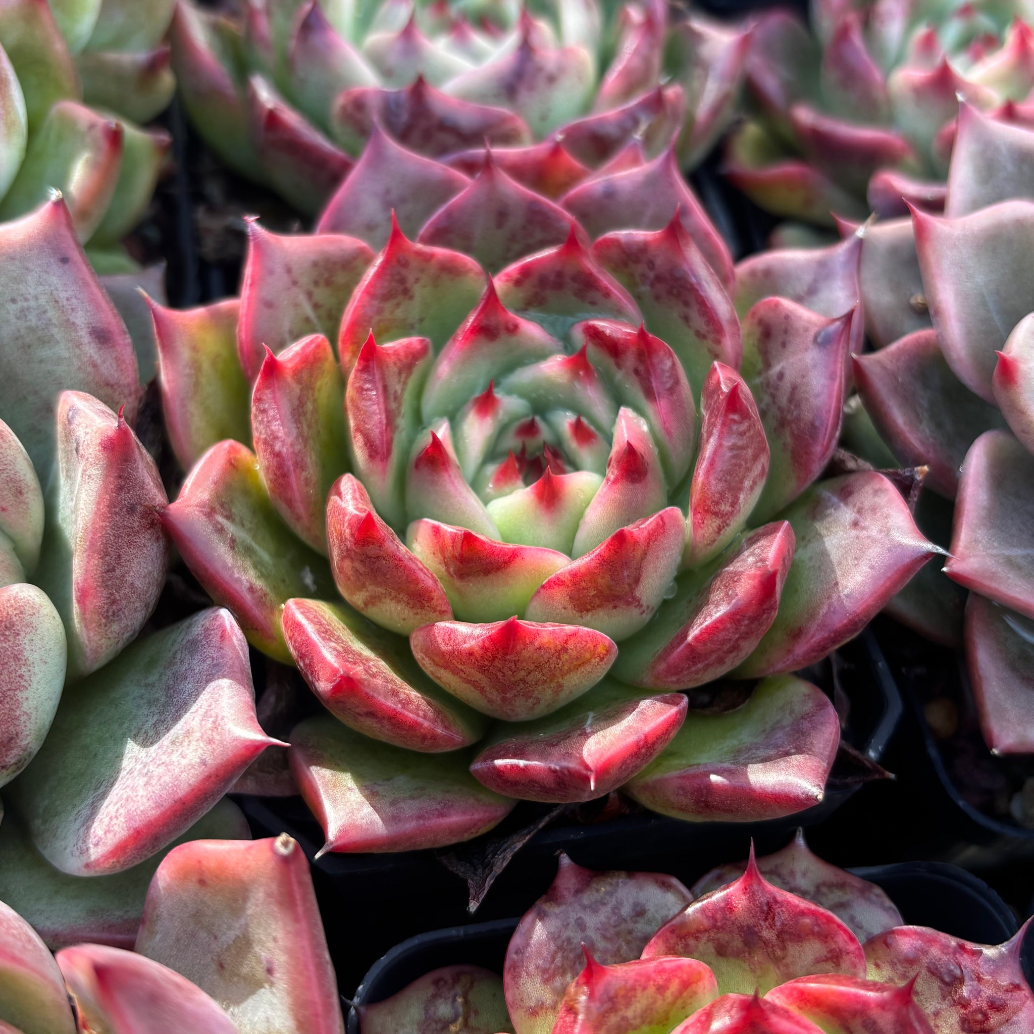 succulent kiss Echeveria Twilight Kiss 暮光之吻Succulent Delight new hybrid – Succulents  Delight