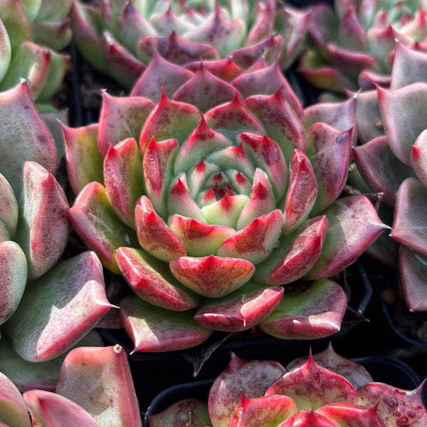 Echeveria Twilight Kiss 暮光之吻 Succulent Delight new hybrid