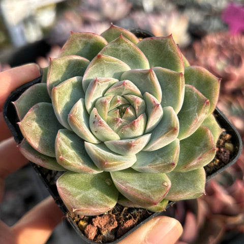 Echeveria Silhouette 剪影 Succulent Delight new hybrid