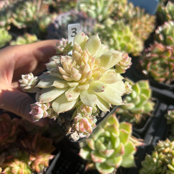 Get the same Echeveria Mulgan sp cluster No. 3