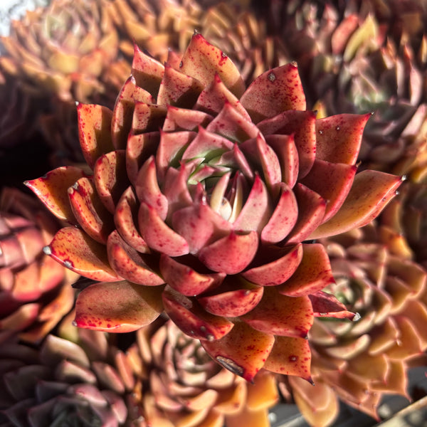 Echeveria Feet of Flames 火焰之舞