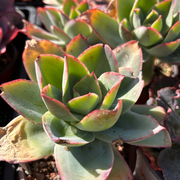 Echeveria subrigida 钢叶莲