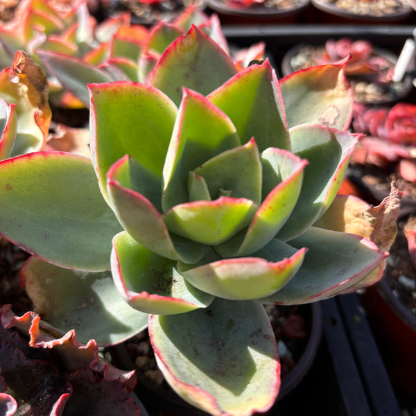 Echeveria subrigida 钢叶莲