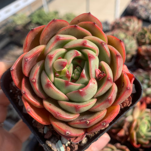 Echeveria Green Peach 青桃