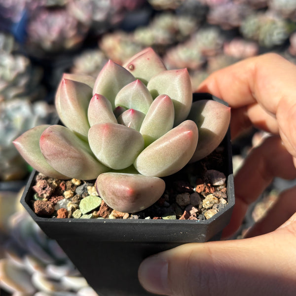 Echeveria White Champagne 白香槟 Succulent Delight new hybrid