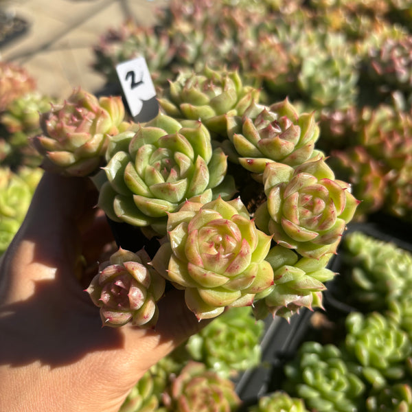 Get the same Echeveria Mulgan sp cluster No. 2