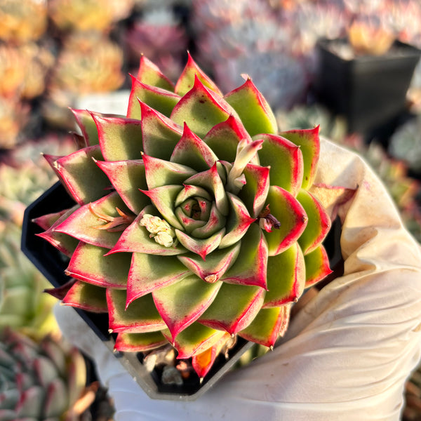 Echeveria Enchantress 红颜 Succulents Delight New Hybrid