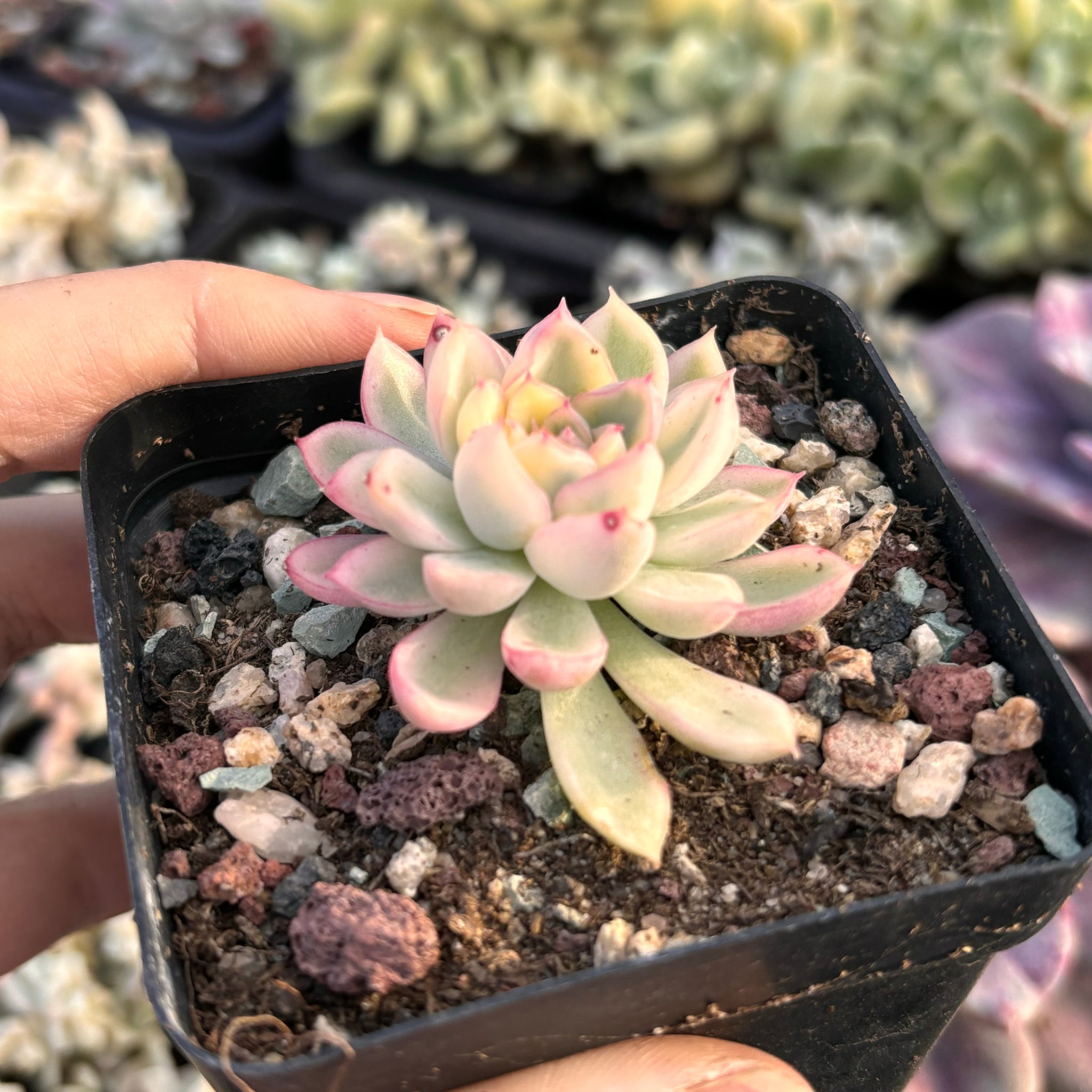 Echeveria Mebina variegated 女雏锦– Succulents Delight