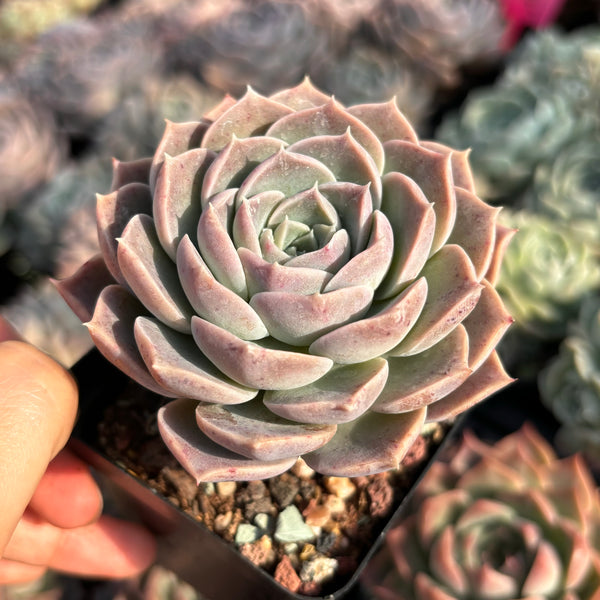 Echeveria Autumn Maple 秋瓷