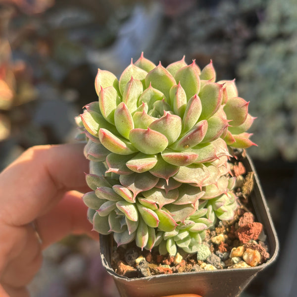Echeveria Sea Urchin 海胆