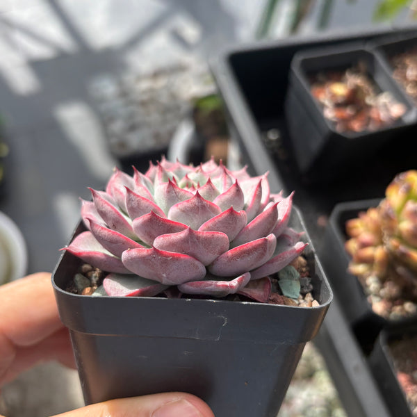Echeveria Roulette 轮盘 Succulent Delight 2026 new hybrid