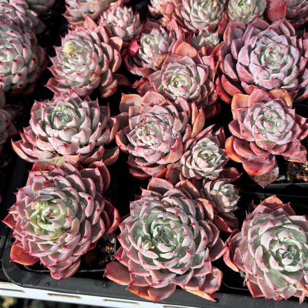 Echeveria Swirl 漩涡 Succulent Delight New Hybrid