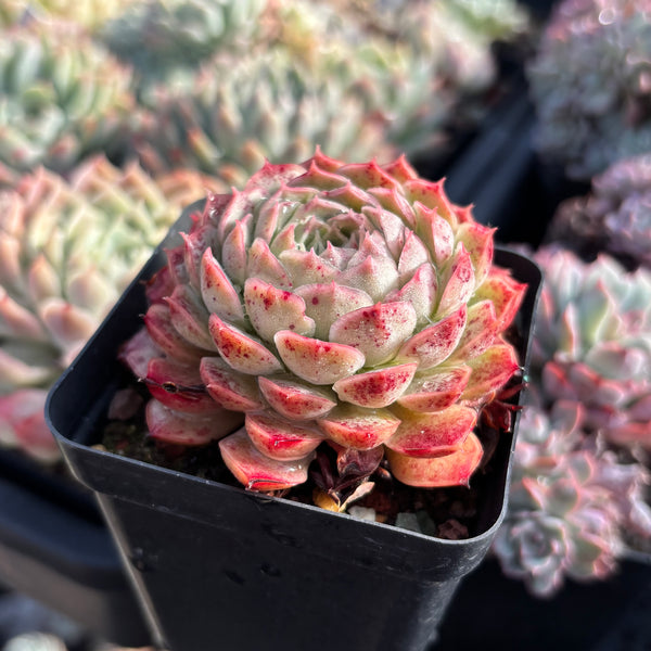 Echeveria Sacred Peach 仙桃