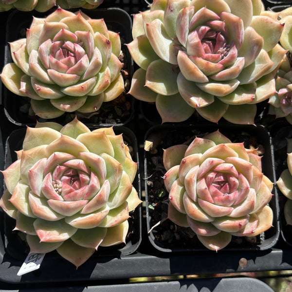 Echeveria Silhouette 糖心剪影 Succulent Delight 2026 new hybrid