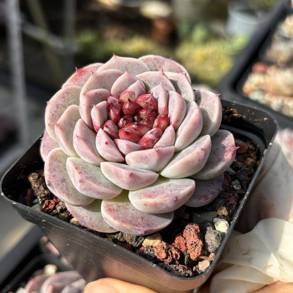 Echeveria red velvet 红天鹅绒