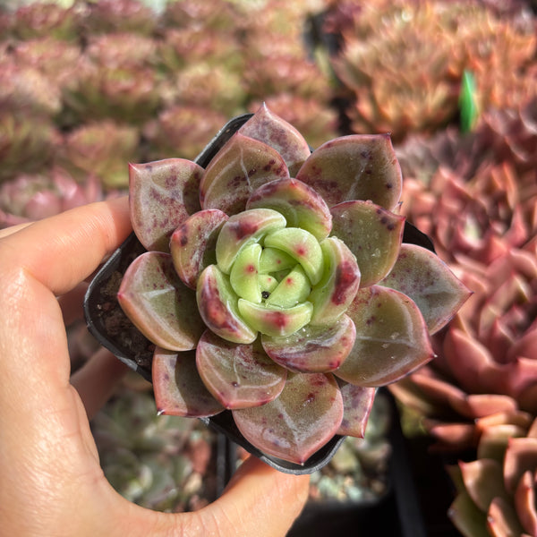 Echeveria Succulent Delight new hybrid