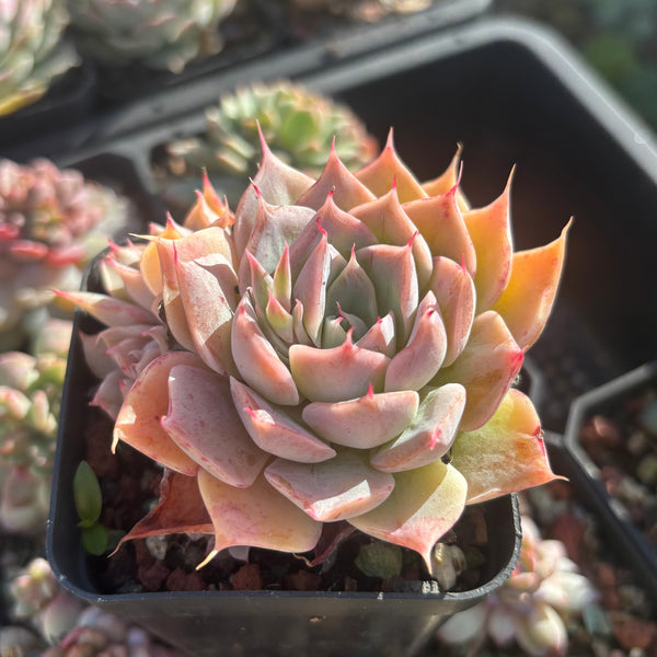 Echeveria Cold Fire 冷焰