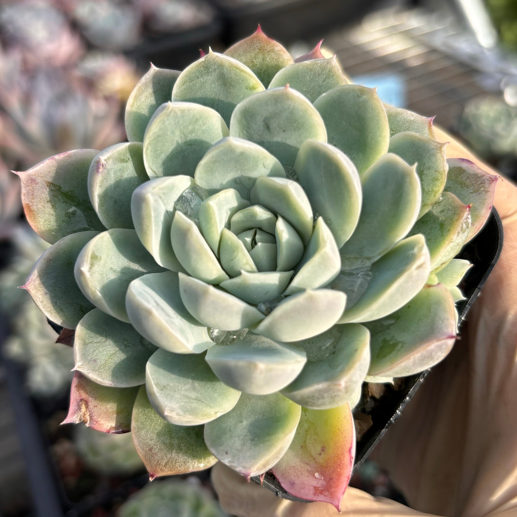 Echeveria Magic Mirror 魔镜 Succulents Delight New Hybrid
