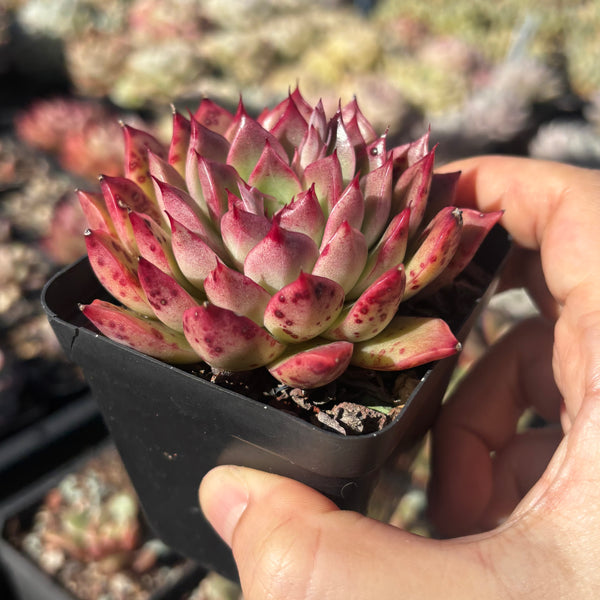 Echeveria Red Queen 红女王 Succulent Delight new hybrid