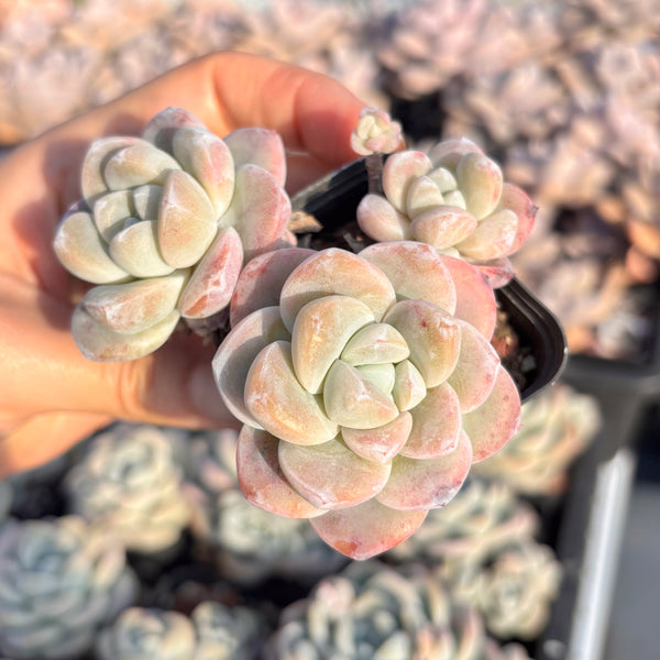 Echeveria Ice Dew 冰露