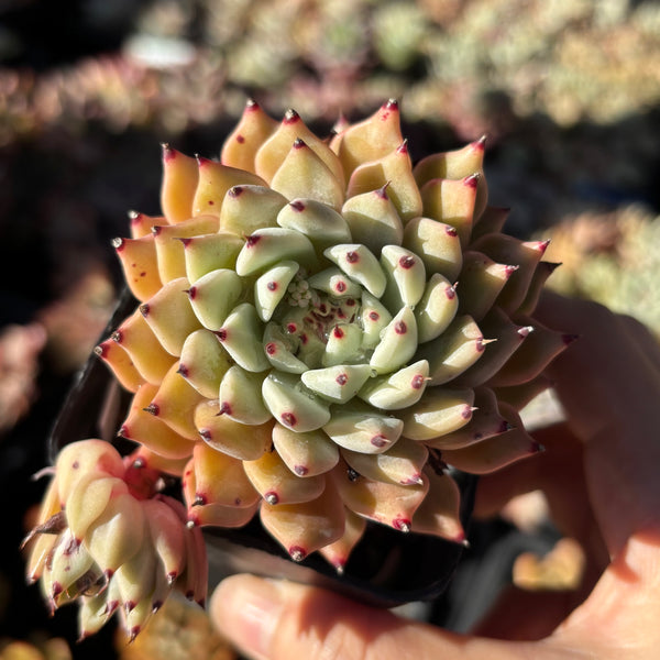 Echeveria cuspidata var. zaragozae 绿爪