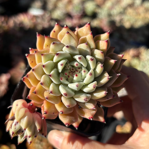 Echeveria cuspidata var. zaragozae 绿爪