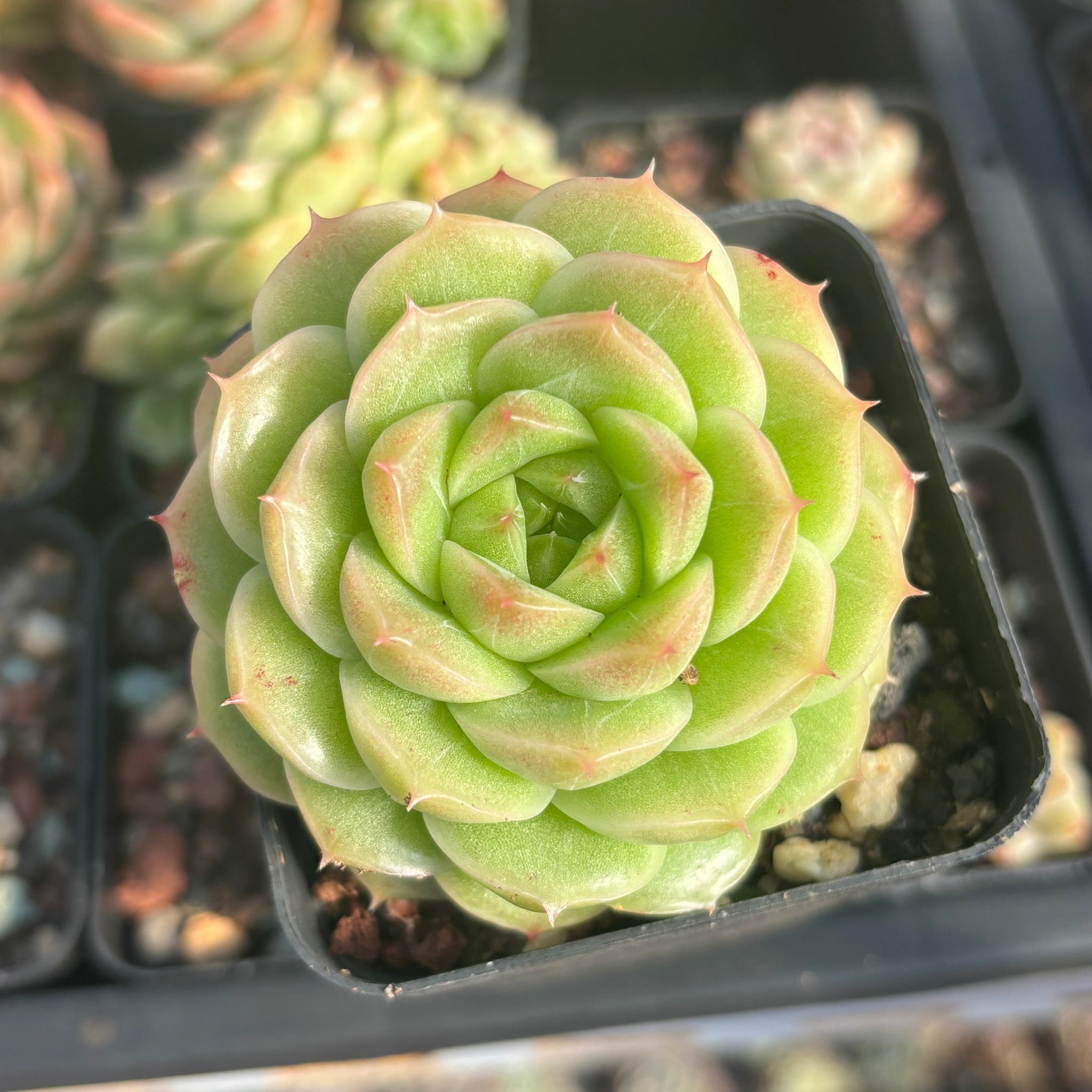 Echeveria Crystal Malgan 水晶麦秆 Succulent Delight new hybrid