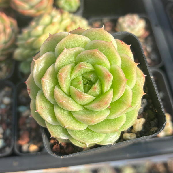 Echeveria Crystal Malgan 水晶麦秆 Succulent Delight new hybrid