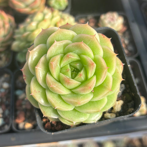 Echeveria Crystal Malgan 水晶麦秆 Succulent Delight new hybrid