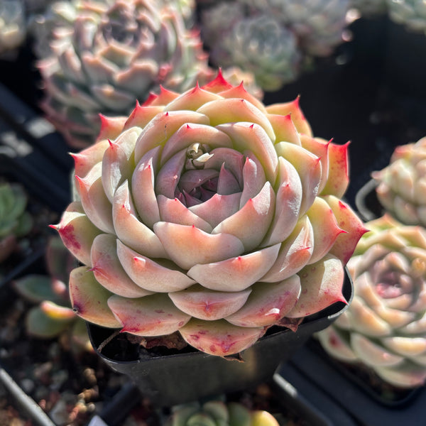 Echeveria Nocturne 夜曲 - Succulents Delight New Hybrid