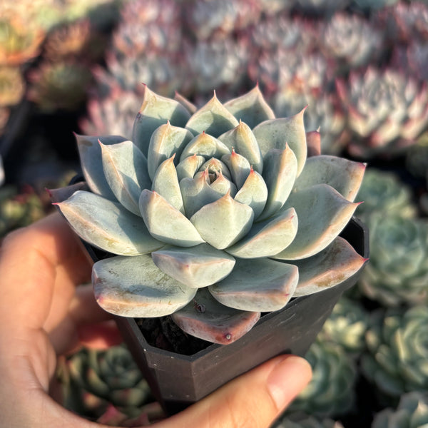 Echeveria Laura 罗拉 Succulent Delight new hybrid
