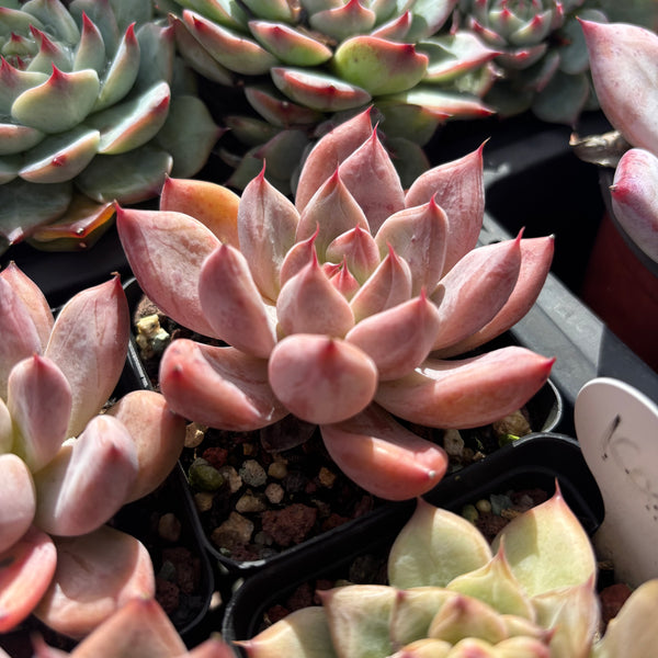 Echeveria Katelyn 凯特琳