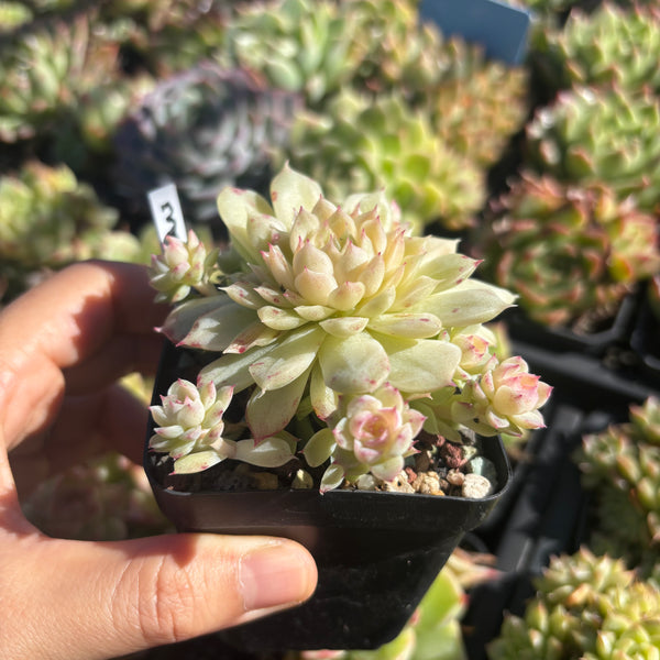 Get the same Echeveria Mulgan sp cluster No. 3