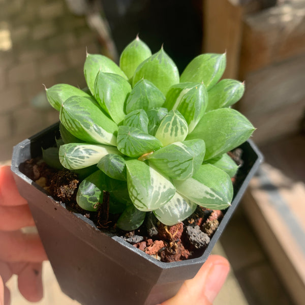 Haworthia Cooperi sp Suzhou cluster (no variegation) 苏州玉露锦（退锦）
