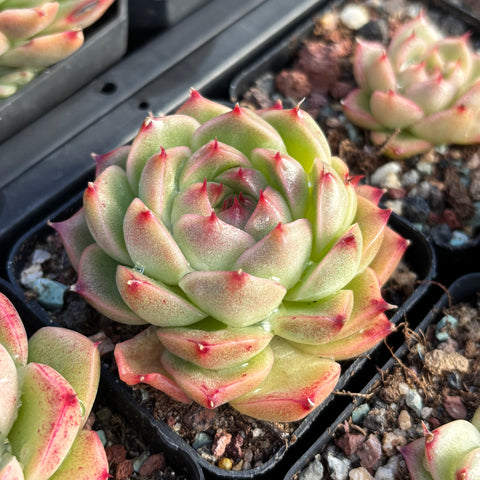 Echeveria Pink Tips Malgan 粉尖麦秆 Succulent Delight new hybrid