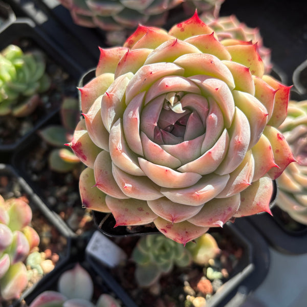 Echeveria Nocturne 夜曲 - Succulents Delight New Hybrid