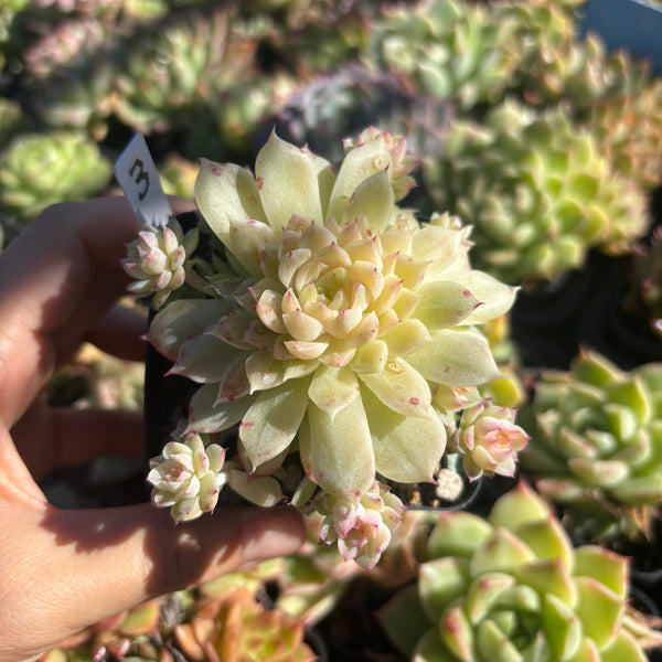 Get the same Echeveria Mulgan sp cluster No. 3