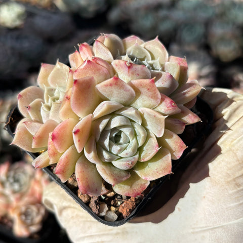 Echeveria Queen of Silversea 银海女王