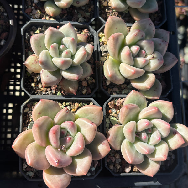 Echeveria White Champagne 白香槟 Succulent Delight new hybrid