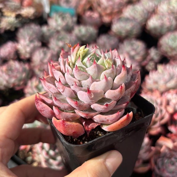 Echeveria Swirl 漩涡 Succulent Delight New Hybrid