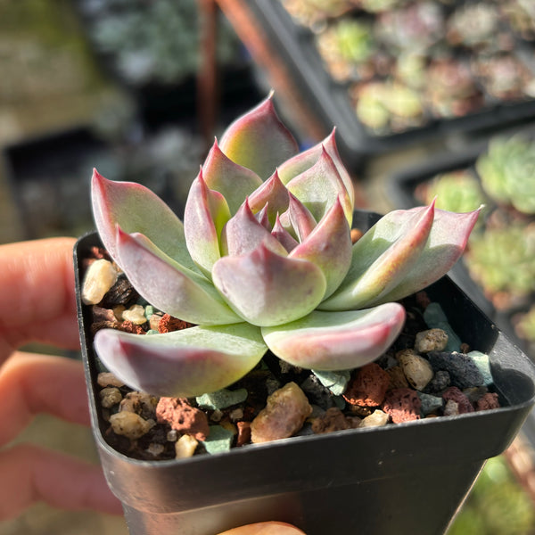 Echeveria Purple Fairy 紫霞仙子 Succulent Delight new hybrid