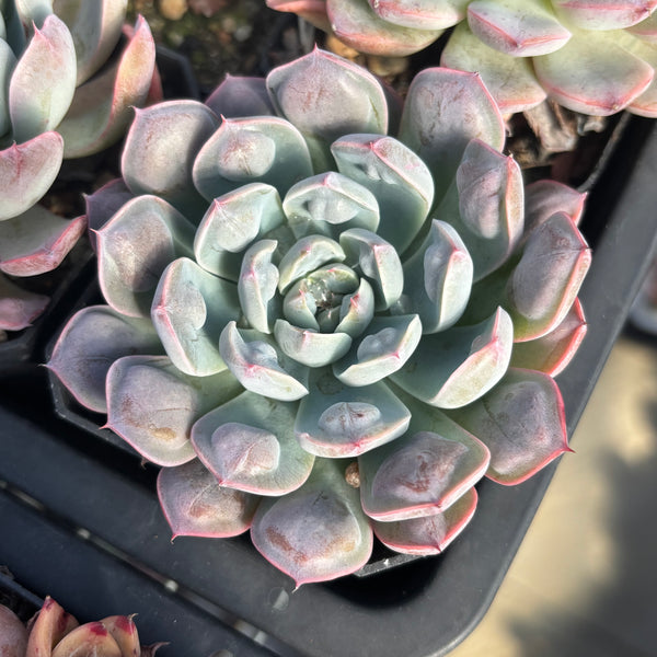 Echeveria Tears of Luna with bumps 月之泪 （带瘤子）Succulent Delight new hybrid
