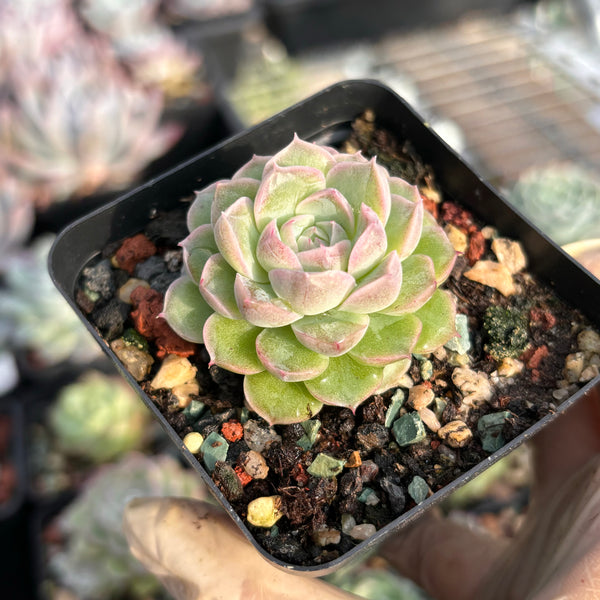 Echeveria Snow White 白雪公主 Succulents Delight New Hybrid