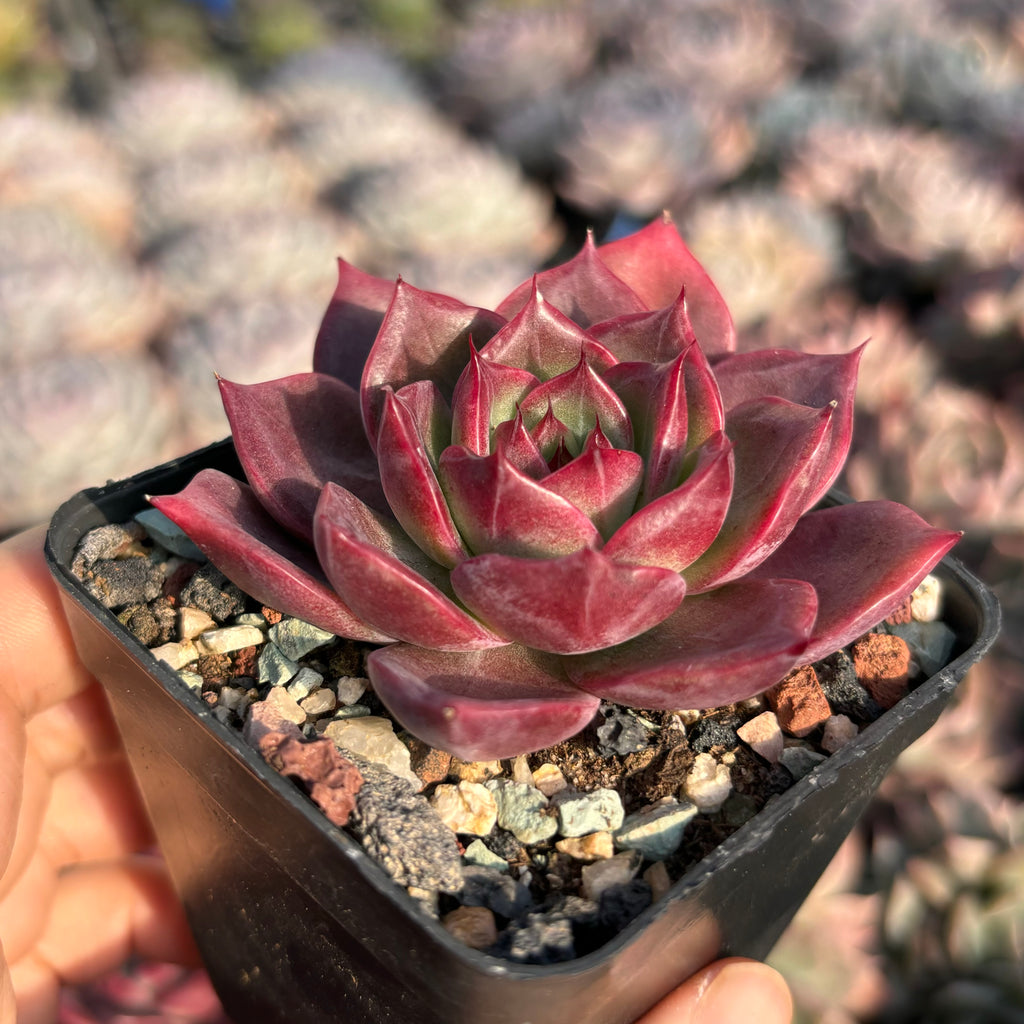 echeveria red succulents Echeveria Red Maple 红叶Succulent Delight new hybrid – Succulents Delight