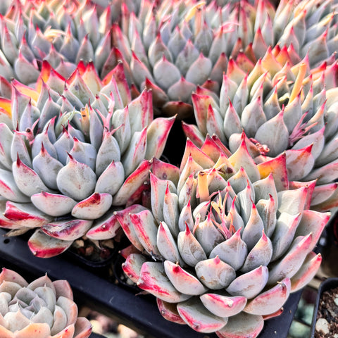 Echeveria Katarina 卡特琳娜  - Succulents Delight New Hybrid