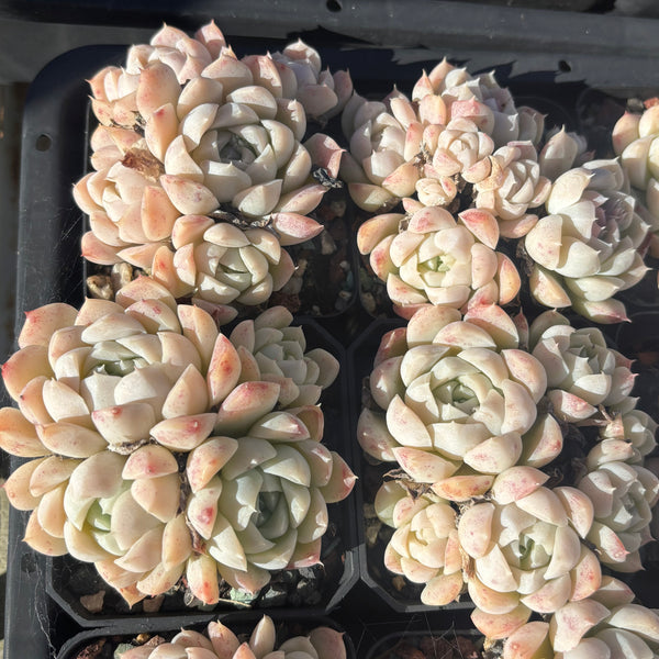 Echeveria Dreamy Chant 如梦令 Delight new hybrid
