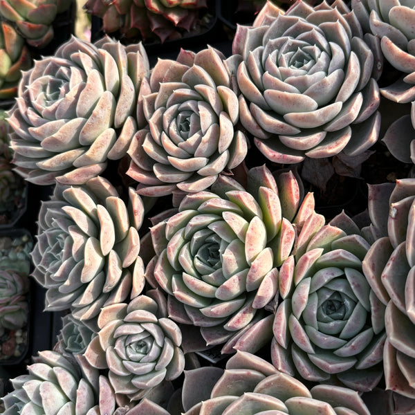 Echeveria Autumn Maple 秋瓷