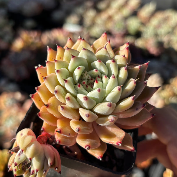 Echeveria cuspidata var. zaragozae 绿爪